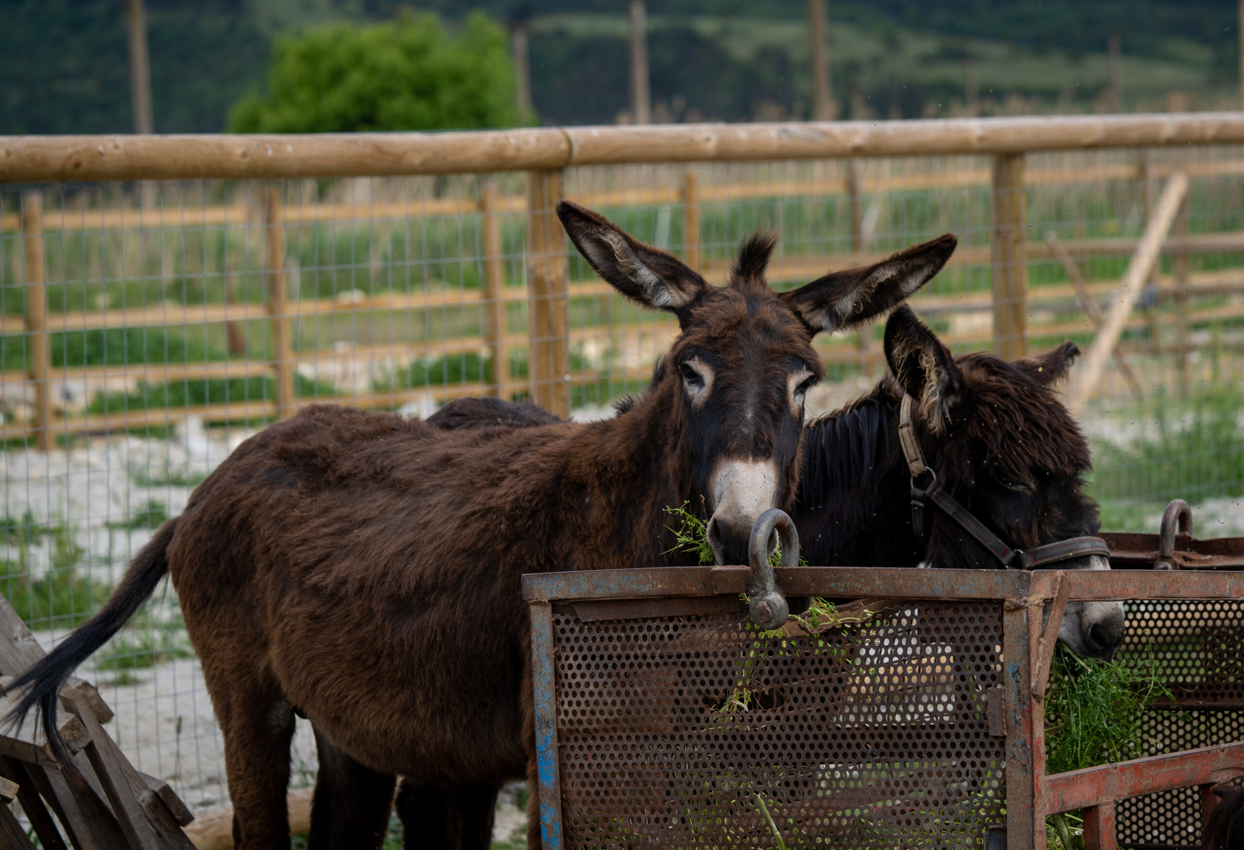 Зоокът Велиленд